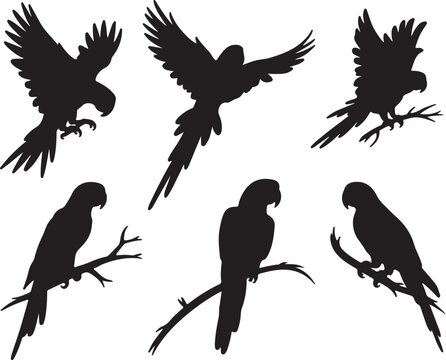 Black silhouette parrots perched flying macaw birds vector