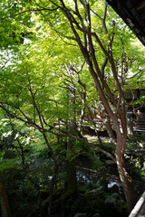 永観堂禅林寺の初秋の庭園の風景