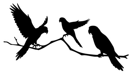 Obraz premium Silhouette of three parrots perched on a tree branch, captured in mid-action.