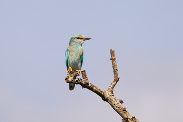 Lilac-breasted Roller Perched on Tree Branch in Amboseli, Kenya