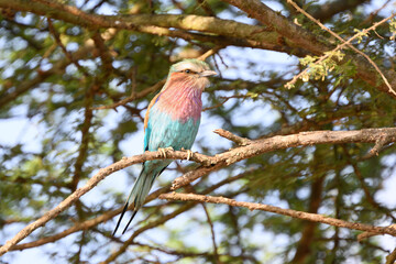 Lilac-breasted Roller Perched on Tree Branch in Amboseli, Kenya