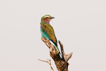 Lilac-breasted Roller Perched on Tree Branch in Amboseli, Kenya