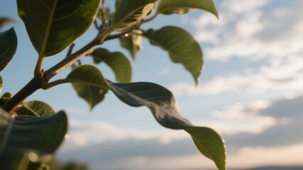 Obraz premium Close-up of vibrant green leaves against a soft blue sky with scattered clouds