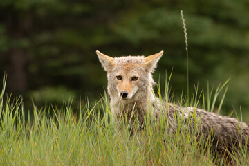 Cool Coyote in tall grass, clear close up
