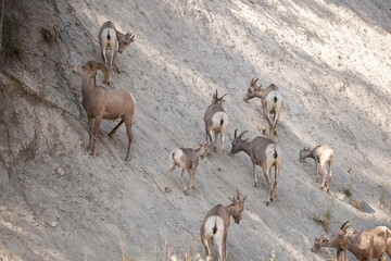 Herd of Big Horned Sheep in Beautiful British Columbia