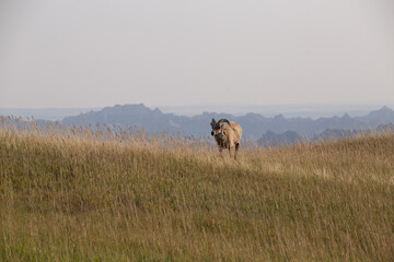Radio Collared Sheep in Badlands over scenic high view with mountains.