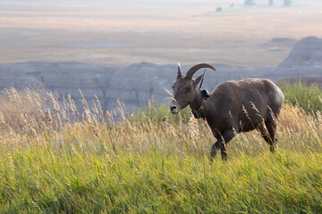 Radio Collared Big Horn Sheep in South Dakota Badlands