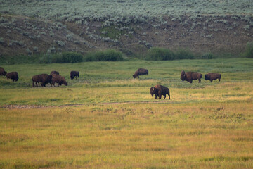 Fiueld of Yellowstone Buffalo on beautifu scenic landscape.