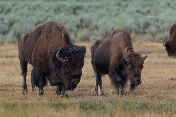 Bison Couple Stroll through Yellowstone Park