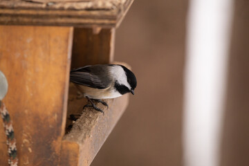 Chickadee in Bird Feeder