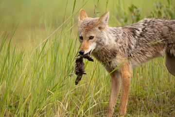 Hunting Kananaskis Coyote after capturing meal