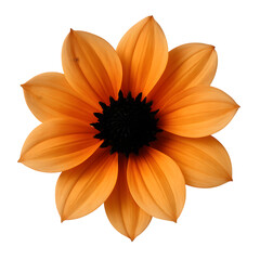 Obraz premium Orange flower petals dark background nature blossom bloom floral beauty