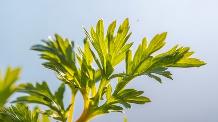 Close-up of delicate green leaves against a pale sky.