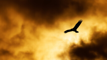 Fototapeta premium A majestic bald eagle soaring through a dramatic golden-hued sky.