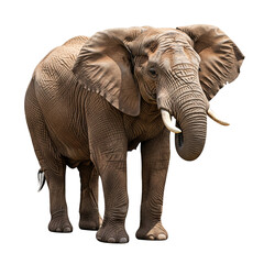 Fototapeta premium Majestic African Elephant Standing Isolated on Transparent Background