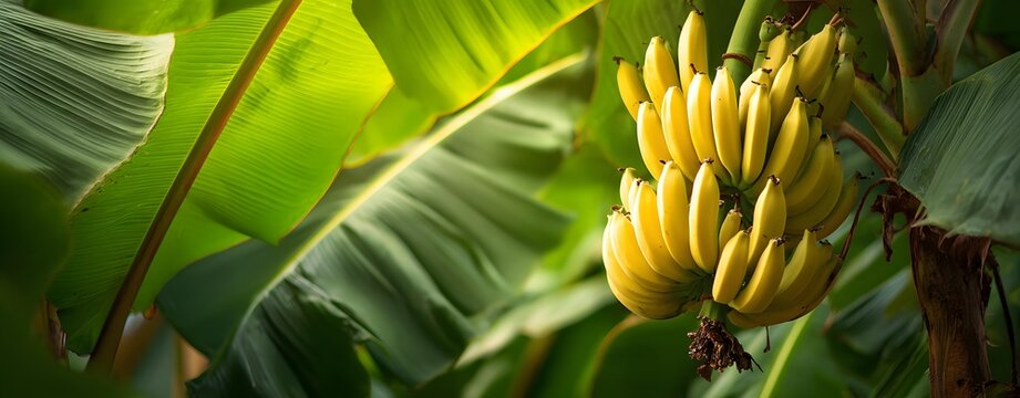 banana bunch fruit tree, banana bunch hanging, banana bunch tropical light, Tropical Banana Farming, Organic Fruit Clusters, Exotic Jungle Produce