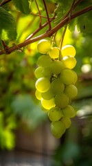 green grape cluster, green grape sunlight, green grape shallow depth, Sunlit Vineyard Grapes, Organic Grape Harvest, Depth-Focused Fruit Photography