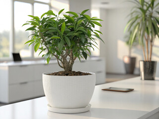 Indoor plant in white ceramic pot on office desk