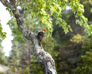 Female pileated woodpecker Dryocopus pileatus perched on a twisted lichen covered trunk of a maple tree