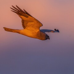 朝日に染まりながら悠然と飛ぶハイイロチュウヒ オス