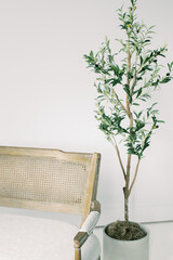 Studio Blank Space Home Tree Bench