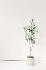 Blank White Studio Wall Space Olive Tree