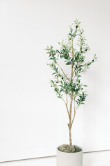 Blank White Studio Wall Space Olive Tree