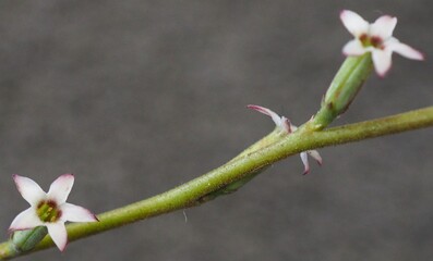 Adromischus cristatus var. zeyheri succulent flower