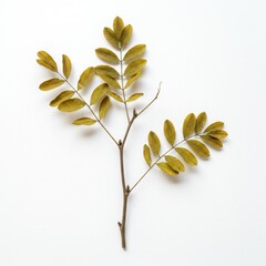 Twig with yellow leaves isolated on white background. use cases: botanical illustration, design element.