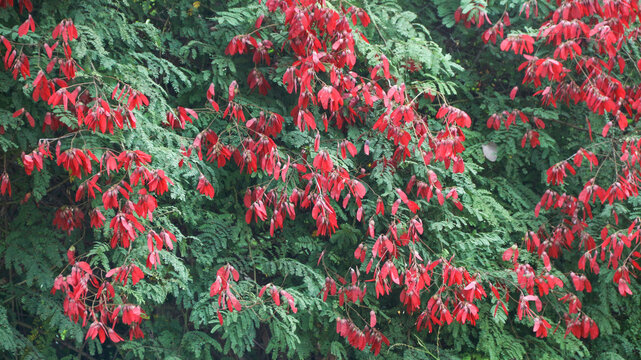 Peltophorum pterocarpum, known as the soga tree or tembesu tree, is a species of flowering tree in the Fabaceae (legume) family.
