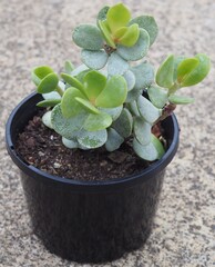 Adromischus hemisphaericus succulent plant mature