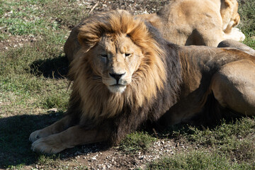 Lion, Pride, Grassland - Male lion resting in the grass with his pride in the background.