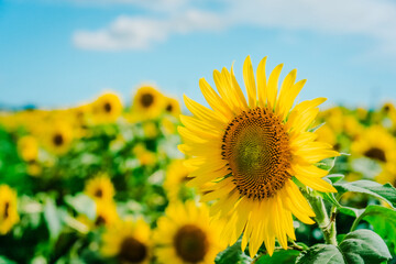 Fototapeta premium ひまわり