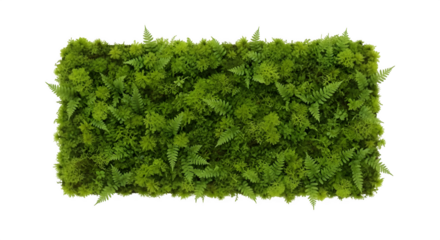 Lush green living wall featuring vibrant ferns and moss brings natural beauty and tranquility to any modern space