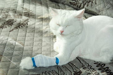 Injured white cat with IV catheter on front paw