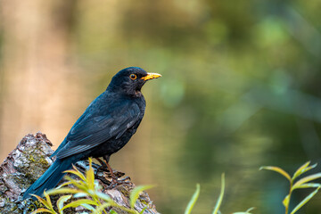 Mit glänzendem Gefieder und aufmerksamem Blick thront dieses Amsel-Männchen auf seinem Aussichtspunkt – ganz in Schwarz, nur der Schnabel leuchtet golden. 