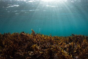 Underwater view of a weed covered sea floor captured in clear water beneath bright sun rays.