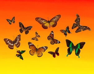 Seamless pattern background with butterflies, fabric, paper, and wallpaper.