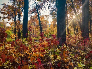 Fall nature. Fall forest. Forest with sunlight. Autumn tranquil background. Autumn scene.