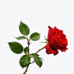 Fototapeta premium Beautiful Single Red Rose with Green Leaves Isolated on White Background for Floral Designs and Romantic Themes