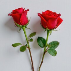 Fototapeta premium Fresh Red Roses on White Background, Symbol of Love and Romance for Various Celebrations and Occasions