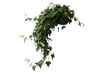 Lush green hanging ivy plant with delicate leaves isolated on transparent background