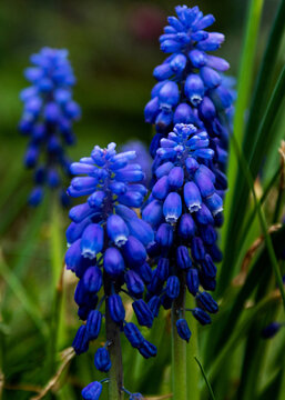 blue hyacinth flower