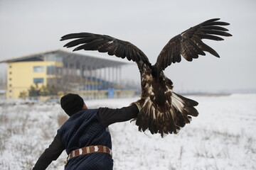 A hunter releases his tame golden eagle into a field onto a stuffed fox in Kazakhstan