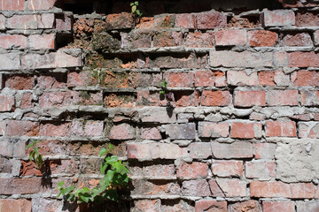 Old brick wall with missing bricks and plants growing from holes