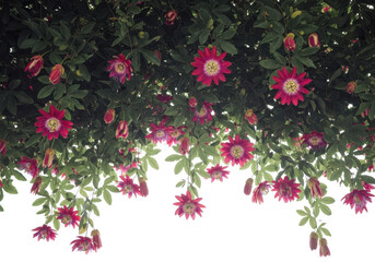 Vibrant pink and red passion flowers cascading down with lush green leaves isolated on transparent background