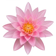 Obraz premium Pink lotus flower isolated on white background for graphic design, decoration, and spiritual practices