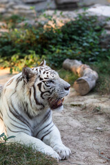 white tiger in the zoo