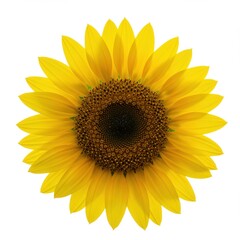 Fototapeta premium Radiant sunflower isolated on white background for cards, posters and prints.