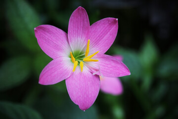 Fototapeta premium Rain lily (Zephyranthes) is a charming flowering plant that blooms after rainfall, featuring delicate, trumpet-shaped flowers in shades of pink, white, or yellow. With its slender green leaves 